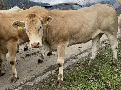 Blonde Aquitaine Zuchtkalbinen abzugeben