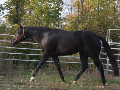 Deckanzeige - American Quarter Horse Hengst