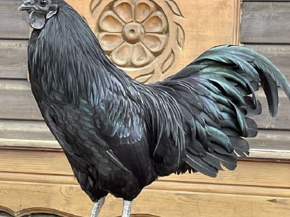 Ayam Cemani