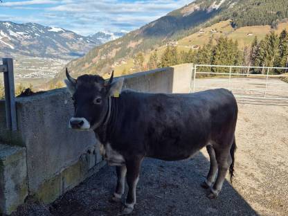 Tiroler Grauvieh Kalbin Bio