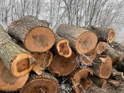 Drechselholz, Tischlerholz, Holz zum Drechseln, Stammholz