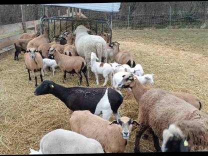 Kamerun Weibchen mit Jungtieren vom Merinobock