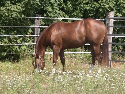 Bild 6:Deckanzeige - American Quarter Horse Hengst