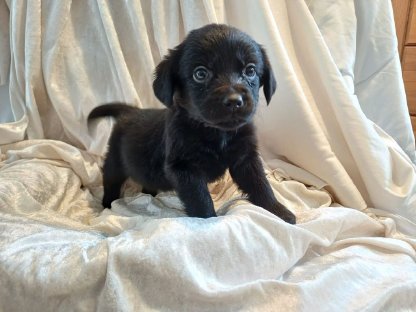 Golden-Labrador Retriever Welpen