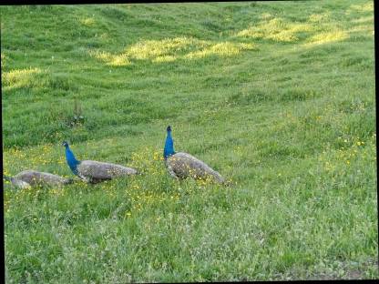 Pfau männlich