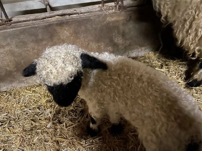 3 weibliche Walliser Schwarznasenlämmer abzugeben