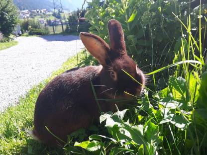 Kaninchen