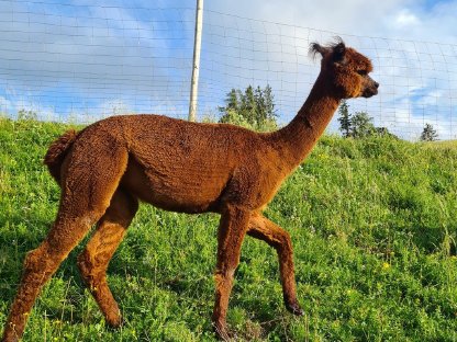 Bild 9:Alpaka, Zucht- & Hobbystuten, Jungtiere, Wallache