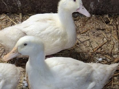 Pekingenten Weibchen