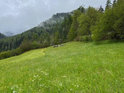 Suche Felder zum Mähen, Bezirk Imst