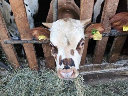 Normande/Fleckvieh Stier