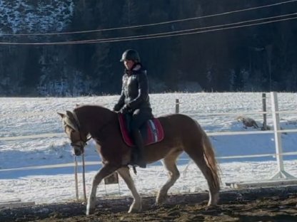 Hübsche Haflinger Stute