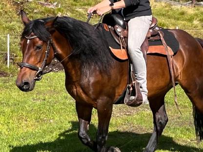 Hübsche, sehr fein gerittene Welsh Cob D Stute