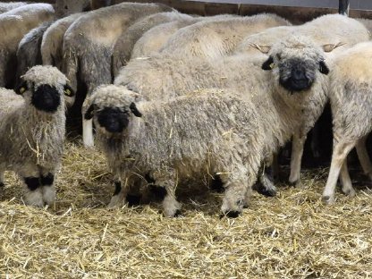 Unsere Walliser-Schwarznasen sind bereit zum Auszug