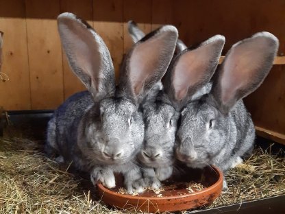 Deutsche Riesenkaninchen, chinchillafarbig