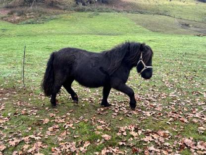 Minishetlandpony Stute Roulette