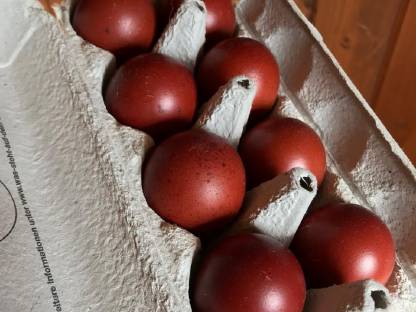 Bruteier Marans Schwarz und Blau Kupfer Olivleger