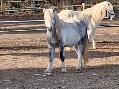 Bild 4:Pony Hengste