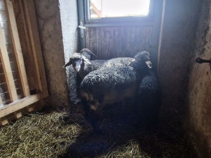 Alpine Steinschaflämmer abzugeben