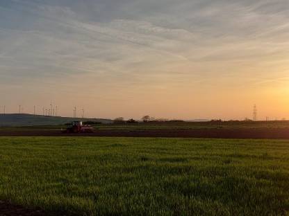 Bild 2:Lohnanbau Einzelkornsaat