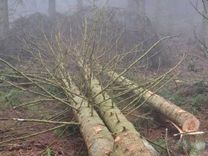 Holzschlägerung/Durchforstung