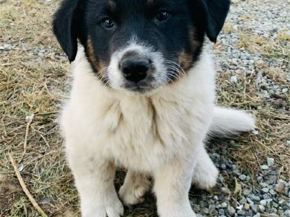 Hundewelpe Schäfermischling/Eurasier