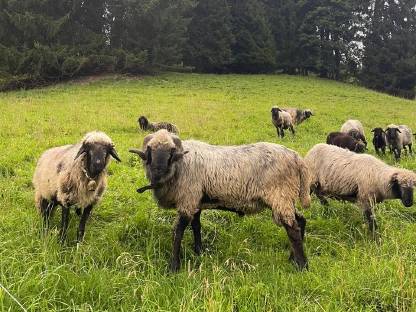 Tiroler Steinschaf Widder