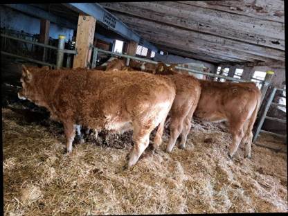 3 Bio Kalbinnen