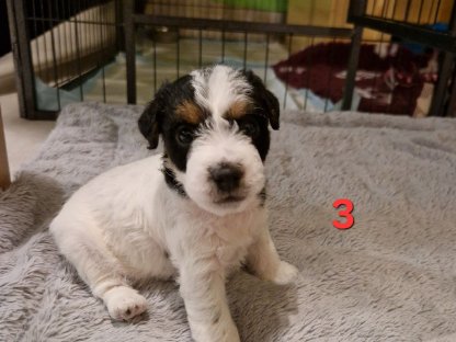 Parson Russell Terrier Welpen FCI Papiere