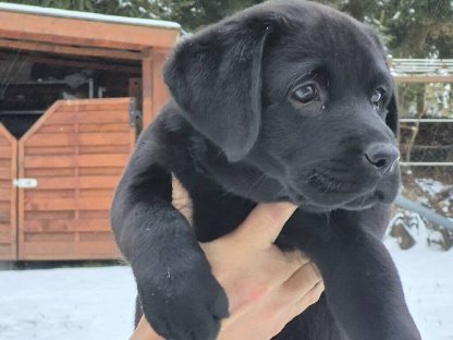 Labrador Welpen FCI VDH LCD Deutschland