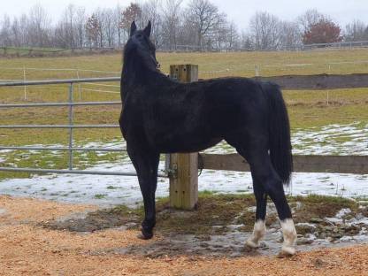 Schwere Warmblutstute (1-5 Jahre) Schlesier