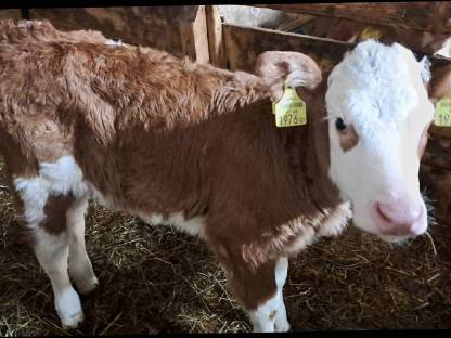 Bio Fleckvieh Kalb weiblich zu verkaufen