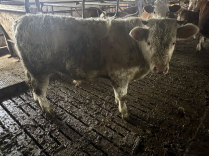 Bio Jungstier Fleckvieh, Weißblau, Charolais