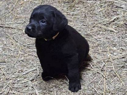 Labrador-Welpen zu verkaufen