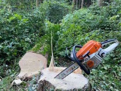 Bild 3:Holzschlägerung/Durchforstung