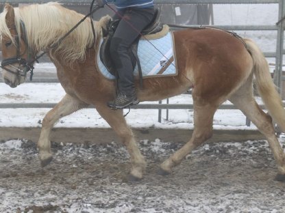 Haflinger Stute zu verkaufen