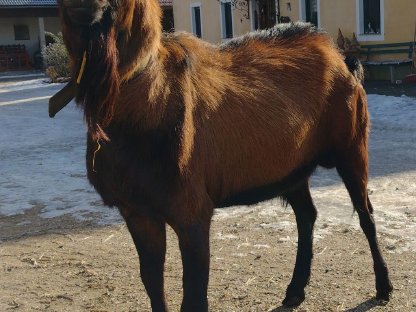 Verkaufe Bio Zuchtbock GGZ