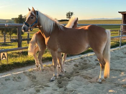 Südtiroler Haflinger Stute