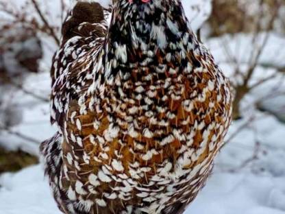 Blumenhuhn Tagesküken