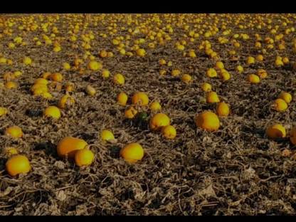 Bild 3:Pumpkin Seeds