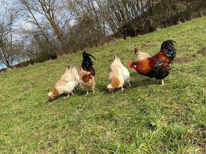 Bruteier und Jungtiere vom Sulmtalerhuhn, weizenfarbig