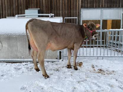 Brown Swiss Erstlingskuh 40 l