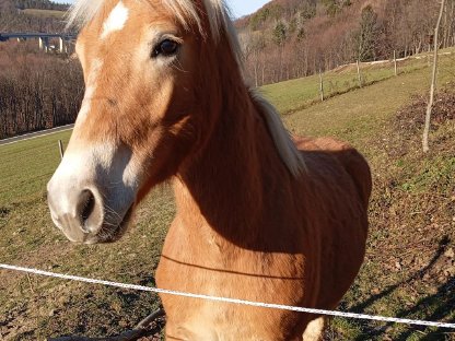 Haflinger