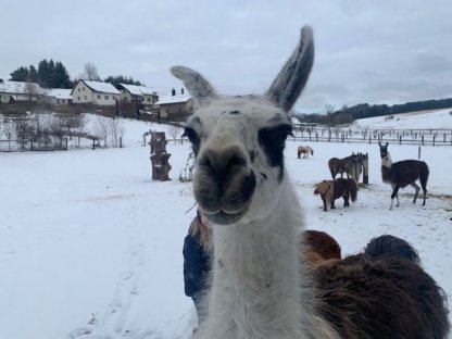 2 Lamas abzugeben