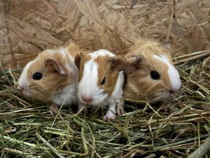 Junge Meerschweinchen