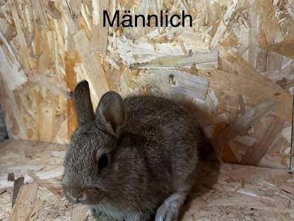 Bild 4:Zwergkaninchen