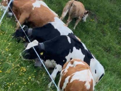 Suche Holstein Rinder, Jungkalbinnen, Kalbinnen