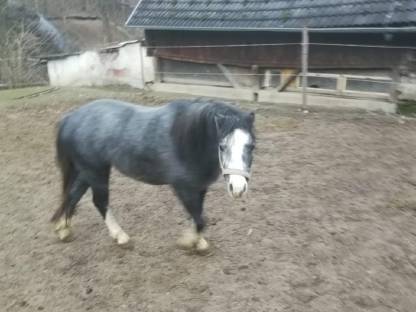 Pony Welsh A Stute