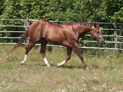 Deckanzeige - American Quarter Horse Hengst