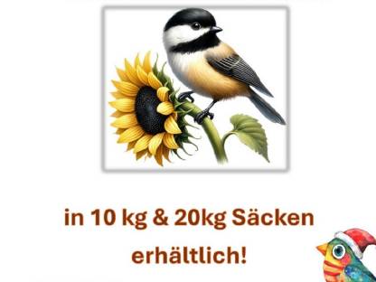 Sonnenblumenkerne